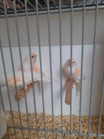 Rood mozaïek, Meerdere dieren, Kleurkanarie