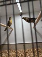 Koppel mexicaanse roodmussen, Meerdere dieren, Zangkanarie