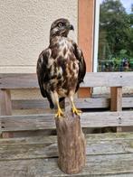 Prachtige buizerd taxidermie, Ophalen of Verzenden, Zo goed als nieuw, Vogel, Opgezet dier
