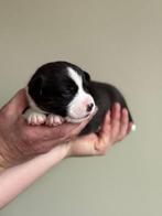 Welsh Corgi Cardigan pups met stamboom, Dieren en Toebehoren, Honden | Herdershonden en Veedrijvers, Overige rassen, 8 tot 15 weken
