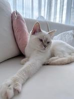 Ragdoll poes, Poes