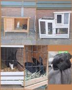 Konijn en hok, Dieren en Toebehoren, Konijnen, Mannelijk, Middelgroot, 0 tot 2 jaar