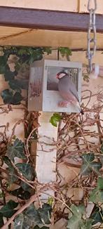 7 rijstvogels te koop of te ruil, Dieren en Toebehoren, Vogels | Overige Vogels, Geslacht onbekend, Tropenvogel