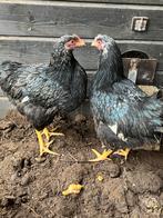 Te koop barnevelders zilver gezoomd, Dieren en Toebehoren, Pluimvee, Kip