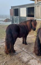 Grote lieve shetlandmerrie, Dieren en Toebehoren, Pony's, Merrie, A pony (tot 1.17m), 3 tot 6 jaar, Onbeleerd
