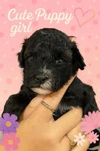 Boomer / Maltipoo / Toy Poedel pups opgevoed met veel liefde, Dieren en Toebehoren, Honden | Chihuahua's en Gezelschapshonden