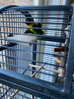 Agapornis met kooi, Dieren en Toebehoren, Geslacht onbekend, Dwergpapegaai of Agapornis, Tam