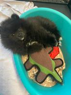 Een prachtige pomeriaan/dwergkees pup💙reu)., Keeshond, 8 tot 15 weken, Parvo, Meerdere