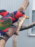 Koppel zwartcap lori, Meerdere dieren, Papegaai, Geringd