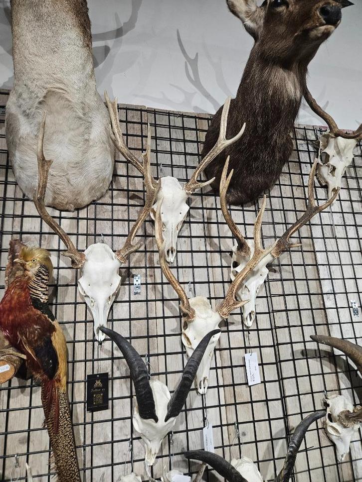 meerdere sika hert schedels, japans hert, Verzamelen, Dierenverzamelingen, Nieuw, Schedel, Hert, Ophalen of Verzenden