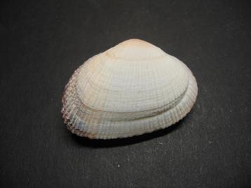 Schelpen: Asaphis violascens  Forsskål,  1775. beschikbaar voor biedingen