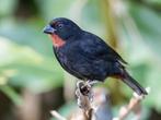 Antillendikbekje - Loxigilla noctis, Meerdere dieren, Tropenvogel, Geringd