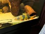 4 clownbotias, Dieren en Toebehoren, Vis