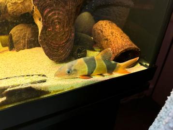 4 clownbotias beschikbaar voor biedingen