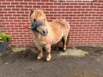 2 lieve vos pony’s tekoop (merrie), 11 jaar of ouder, Merrie, A pony (tot 1.17m), Recreatiepony