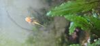 L144 jongen 2 cm, Dieren en Toebehoren, Vissen | Aquariumvissen, Vis, Zoetwatervis