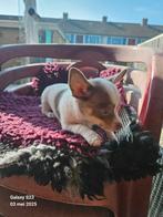 Kruising chihuaha jackrussel pups, Dieren en Toebehoren, Rabiës (hondsdolheid), Overige rassen, 8 tot 15 weken, Meerdere