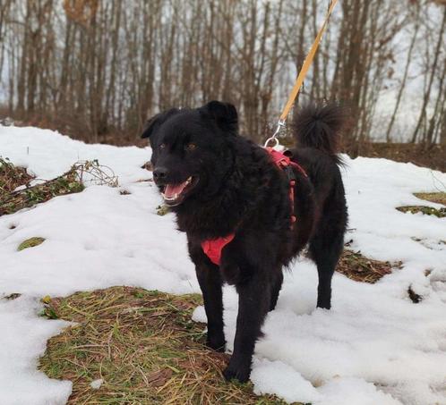 Rundo zoekt een baasje om me te werken, Dieren en Toebehoren, Honden | Niet-rashonden, Middel, Reu, Particulier, Eén hond, Buitenland