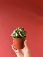 Mooie Agave potatorum cv. Ouhi-Raijin variegata, Ophalen of Verzenden, Halfschaduw, Minder dan 100 cm