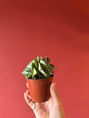 Mooie Agave potatorum cv. Ouhi-Raijin variegata beschikbaar voor biedingen