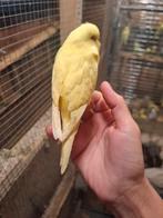 Latino vogel rood oogkleur, Meerdere dieren, Parkiet