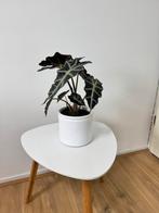 Alocasia amazonica, Ophalen, Overige soorten, Minder dan 100 cm