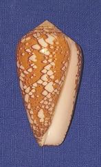 schelpen, Conus behelokansis, Ophalen of Verzenden, Schelp(en)