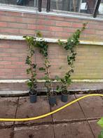 Nieuwe aanbieding hedere hoog 100cm flinke partij, Ophalen, Vaste plant, Bloeit niet, Halfschaduw