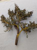 Dadel tak, Ophalen, Nieuw