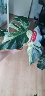 Te koop monstera mint, Huis en Inrichting, Kamerplanten, Ophalen of Verzenden