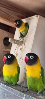 Personata jongen baby's dwergpapegaaien agapornis, Dieren en Toebehoren, Meerdere dieren, Dwergpapegaai of Agapornis