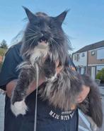 Maine coon kater met stamboom, Dieren en Toebehoren, 0 tot 2 jaar