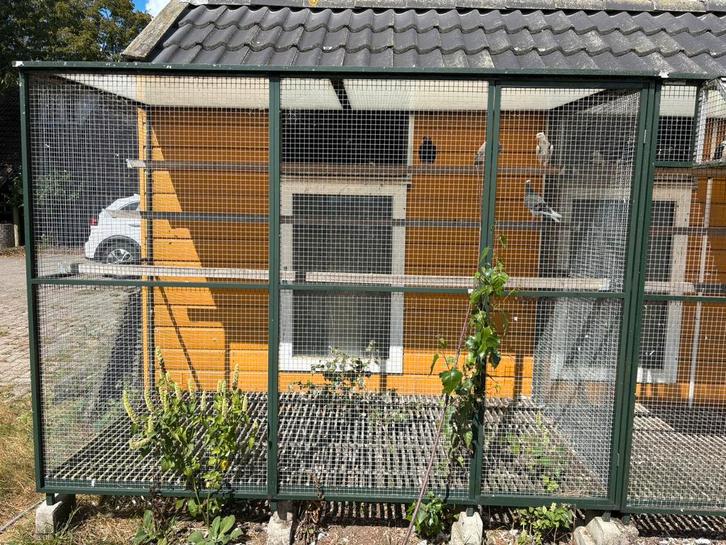 Duivenren, Dieren en Toebehoren, Vogels | Duiven, Postduif, Geslacht onbekend