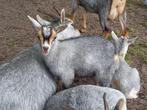 Dwerggeitjes blauwschimmel CAE en CL-vrij, Dieren en Toebehoren, Schapen, Geiten en Varkens, Vrouwelijk, Geit, 0 tot 2 jaar