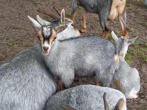 Dwerggeitjes blauwschimmel CAE en CL-vrij, Dieren en Toebehoren, Schapen, Geiten en Varkens, Geit, Vrouwelijk, 0 tot 2 jaar