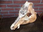 bewerkte zwijnenschedel, Bali/ Timor, Antiek en Kunst, Kunst | Niet-Westerse kunst, Ophalen of Verzenden
