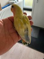 Hand Tamme Agapornis Dwergpapegaai Diverse Kleuren, Meerdere dieren, Dwergpapegaai of Agapornis, Geringd
