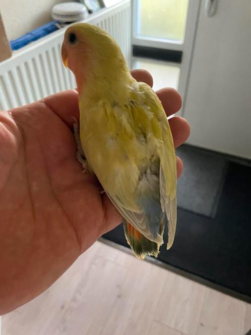 Hand Tamme Agapornis Dwergpapegaai Diverse Kleuren, Dieren en Toebehoren, Vogels | Parkieten en Papegaaien, Dwergpapegaai of Agapornis
