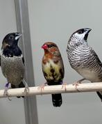 Tijgervink, Mannelijk, Tropenvogel, Geringd