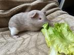 Cavia beertje 4 weekjes oud!, Cavia, Augustus, Mannelijk, Tam