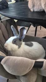 Mama en dochter, Dieren en Toebehoren, Vrouwelijk