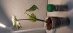 Monstera Thai Constalation Crème Brulee, Huis en Inrichting, Kamerplanten, Ophalen of Verzenden, Overige soorten, Minder dan 100 cm