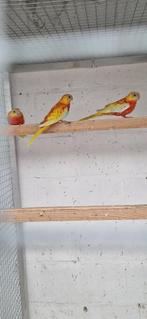 roodbuik cinnamon turquoisine 2025, Dieren en Toebehoren, Meerdere dieren, Parkiet, Geringd