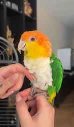 Groendij caique mannetje, Mannelijk, Papegaai, Tam