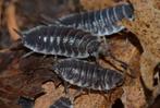 Porcellio Hoffmannseggii isopods, Dieren en Toebehoren, Insecten en Spinnen