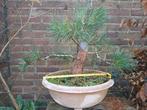 Pre bonsai pinus thunbergii, japanse zwarte den, Ophalen of Verzenden