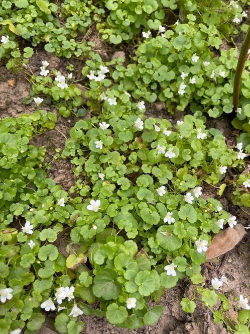 Te koop: enkele bodembedekkers, biologisch, Tuin en Terras, Planten | Tuinplanten, Vaste plant, Bodembedekkers, Volle zon, Zomer