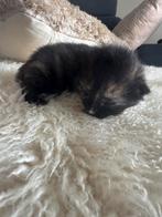 Kruising ragdoll kittens, Meerdere dieren, Ontwormd