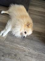 Pomeriaan, Dieren en Toebehoren, Eén hond, 3 tot 5 jaar, Nederland, Particulier