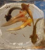 Axolotl nakweek 2025, Dieren en Toebehoren, Amfibie, 0 tot 2 jaar
